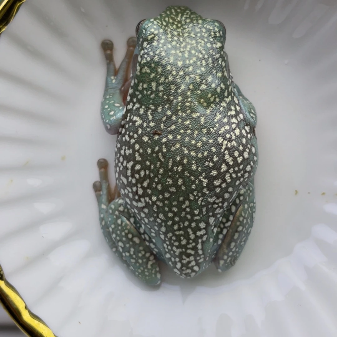 老爷树蛙短腿专场11号