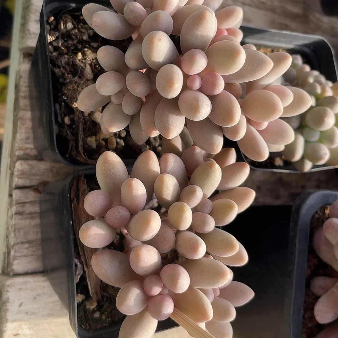 两盆橘子奶多肉植物