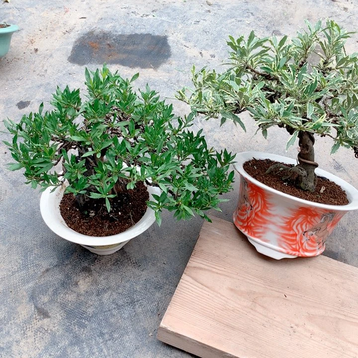 【闪购商品】当前无花栽培后可以开花