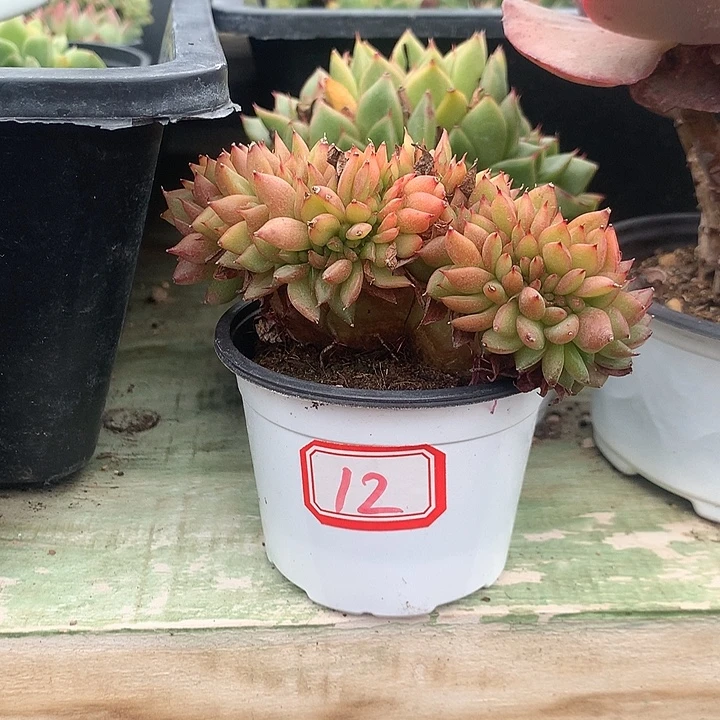 ****️冰河世纪一物一拍12