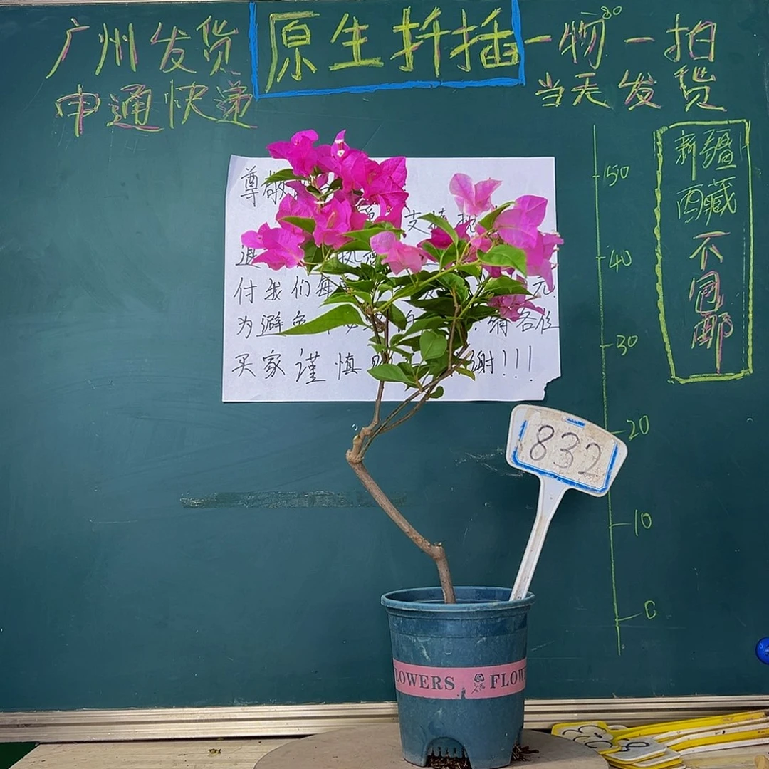 当前无花栽培后可以开花漳红樱832