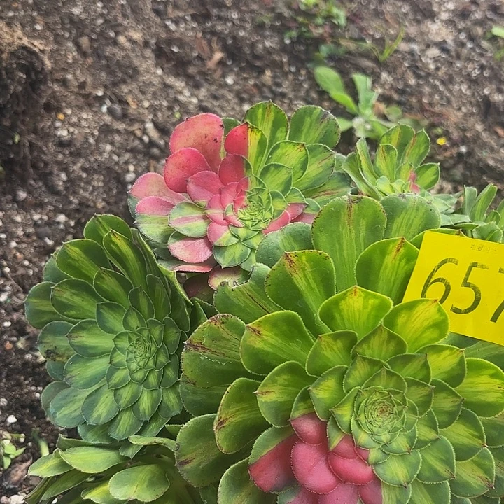 哈哈多肉葡萄知否657