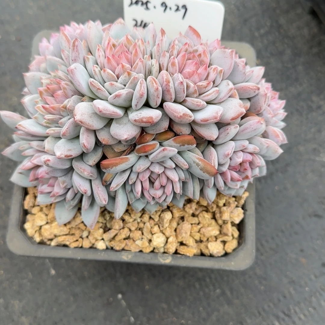 一物一拍星星橙24