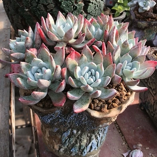 宽叶法瑞仙女棒杯