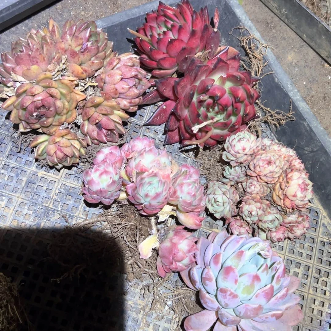 精品多肉植物老桩