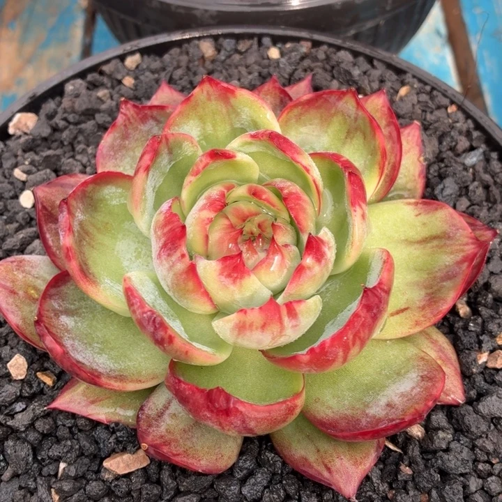 惊鸿仙子开播福利