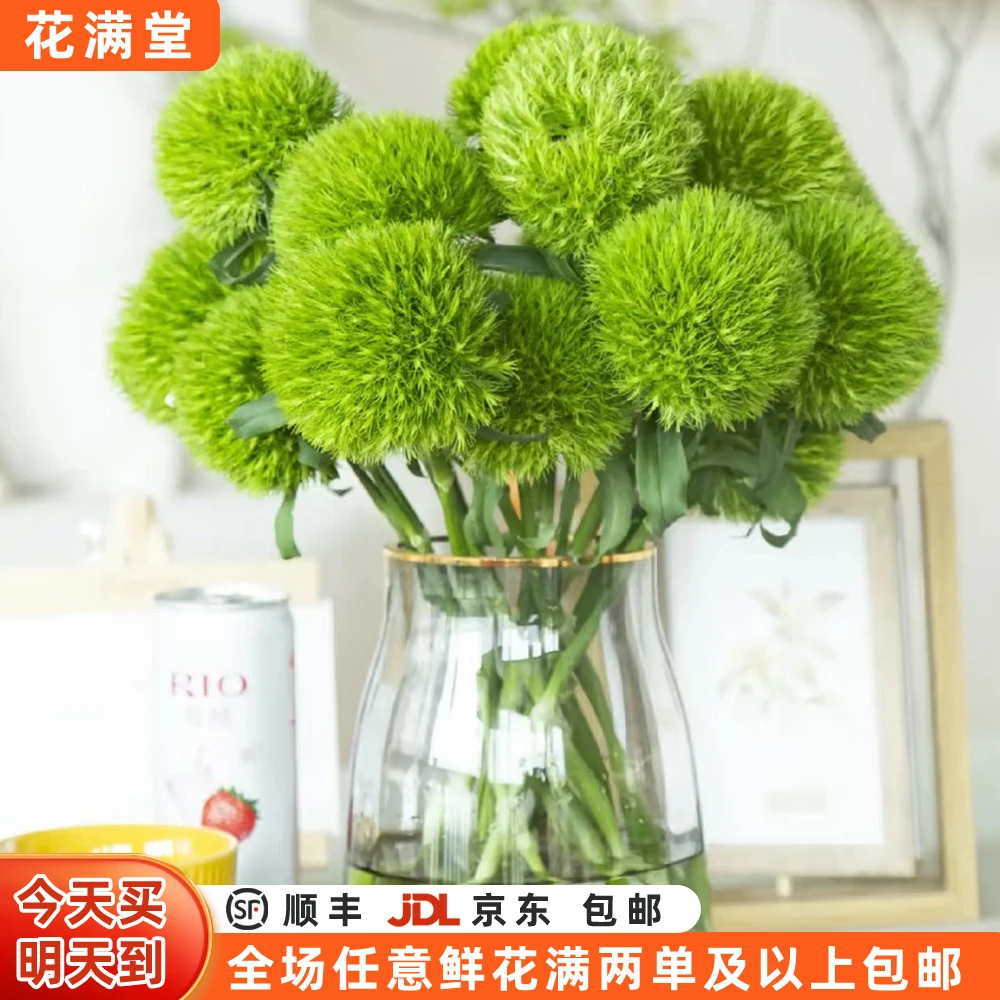 【次日达·绿毛球5枝】·全场两单鲜花顺丰包邮·基地直发·鲜切花批发·生活鲜花DIY·家居花·绿毛球次日达