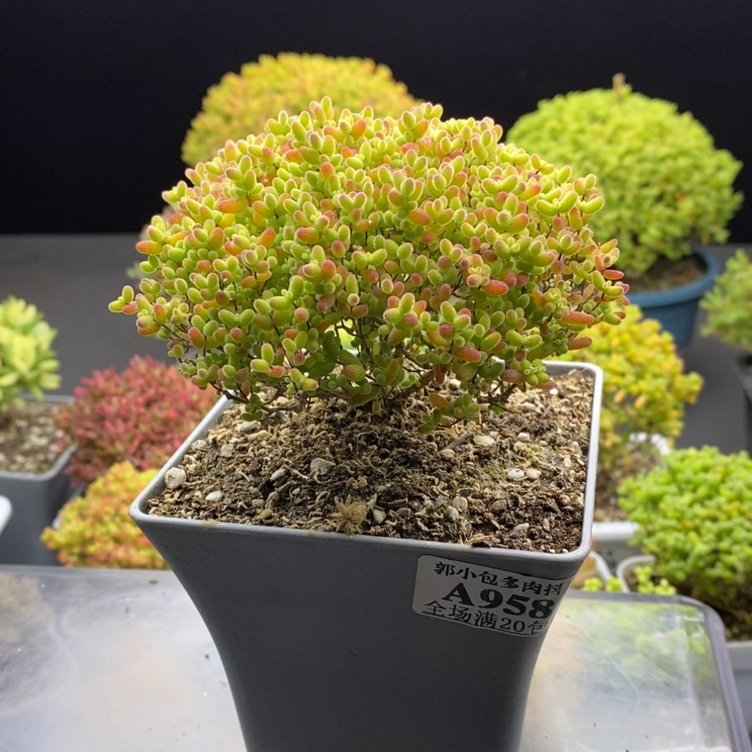 鑫***G958蜜橘糖球。