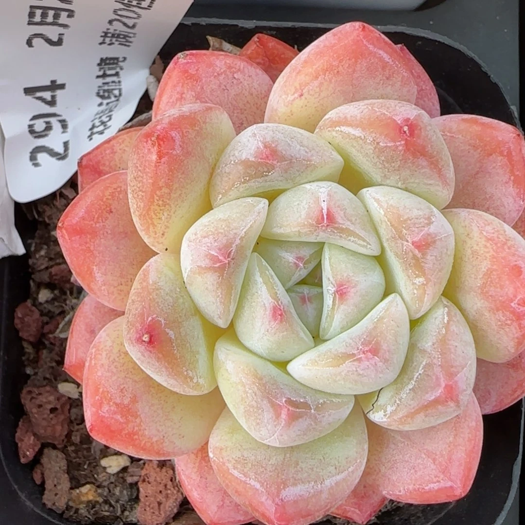 花语逸境0220-294