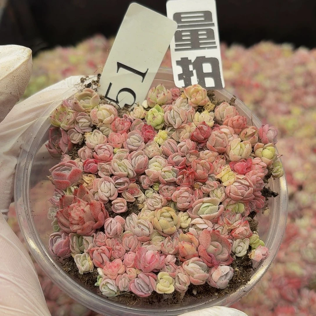 多肉植物多肉植物51量拍