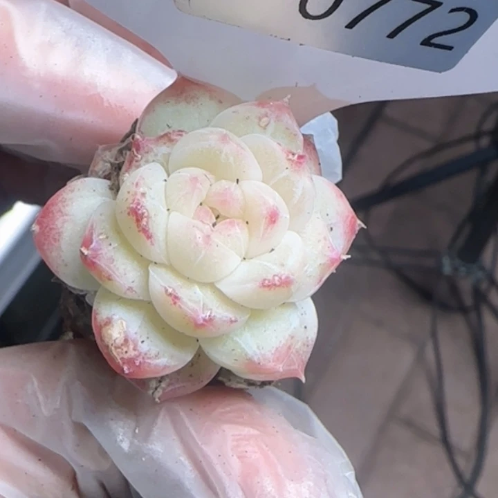 772号  白桃汽水