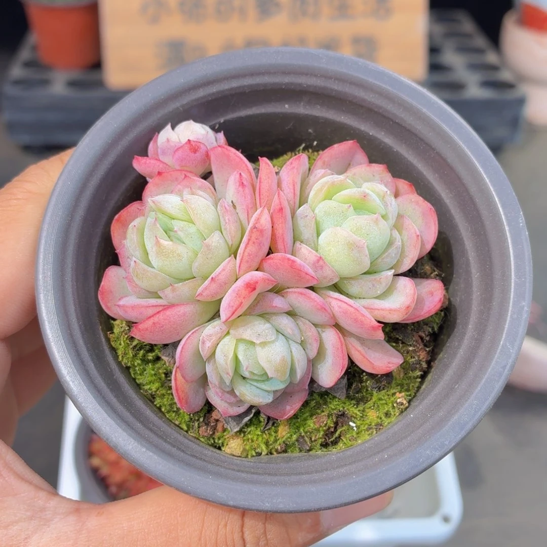 胭脂贝瑞多肉9.9包邮发货