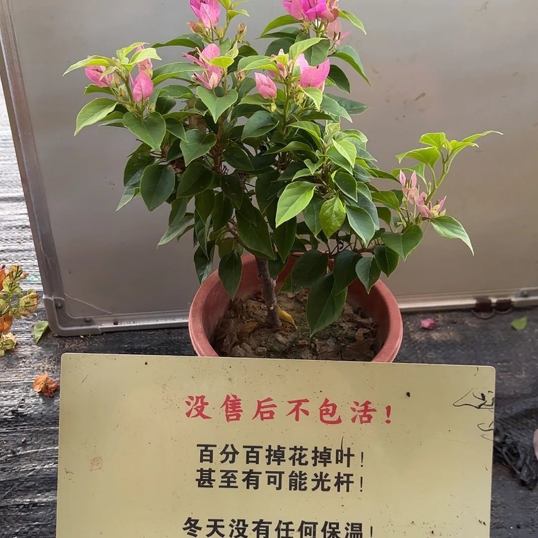 无花朵三角梅粉狐狸尾巴