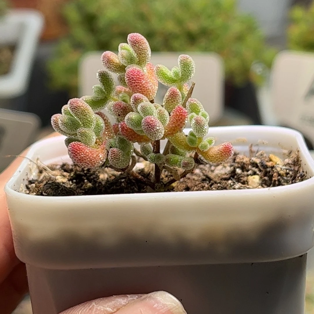 20实生冰晶优选枝干