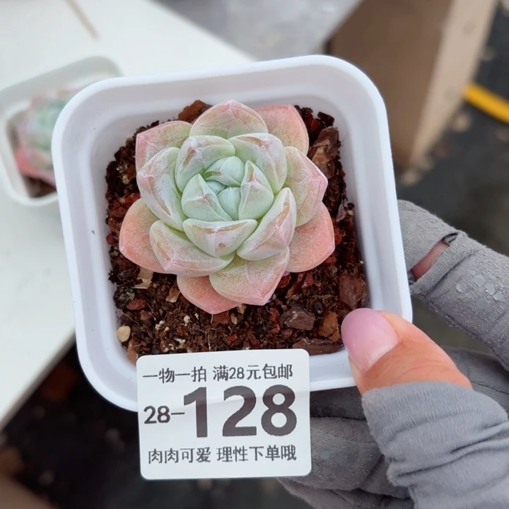 冰玉无盆土无发货无