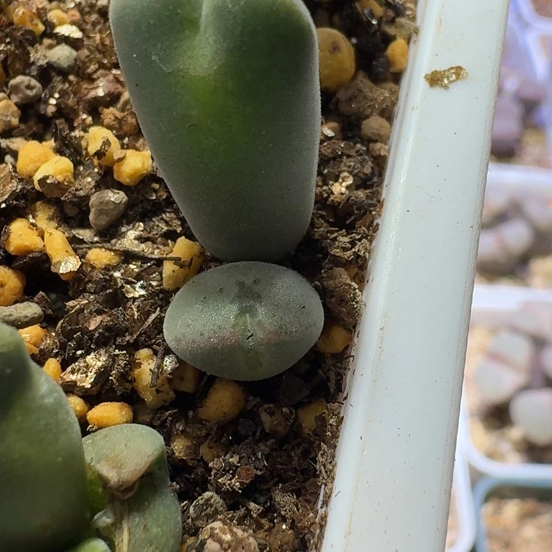 61号双头空蝉一物一拍