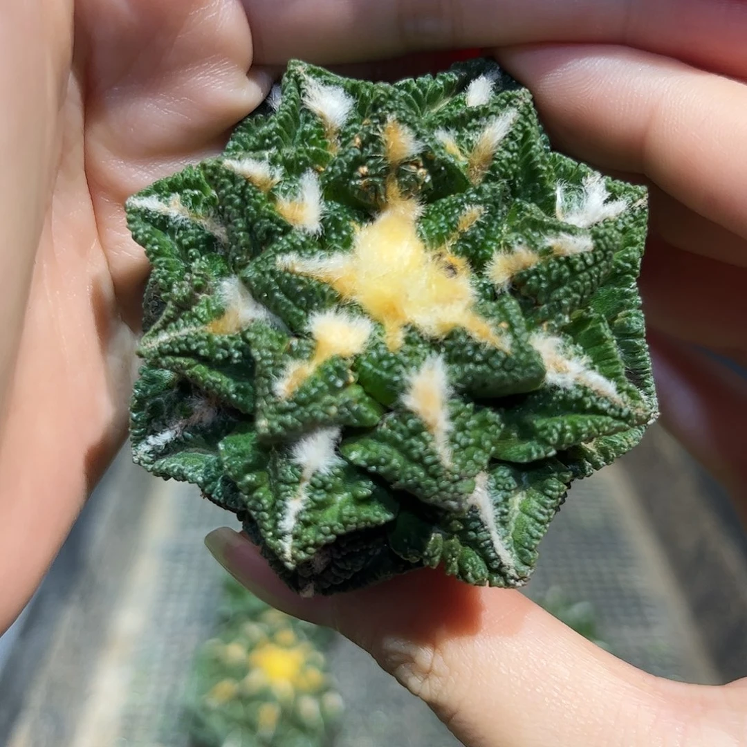 6cm自根螺旋辛盾牡丹萝卜根