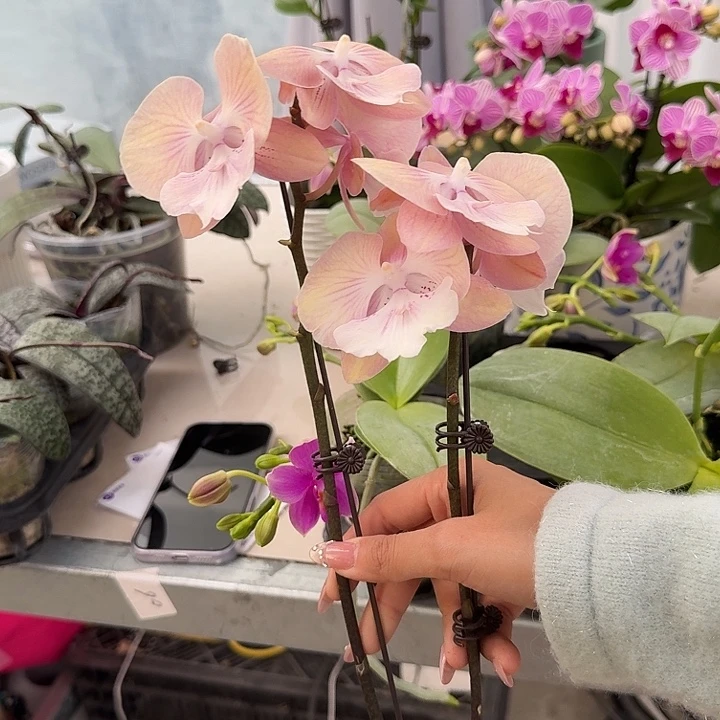 大部分开放少量花苞福利无售后