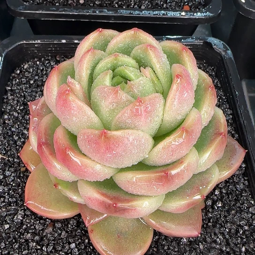 从前慢花园精选皮埃拉