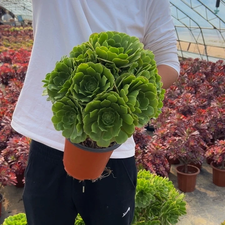 16.8绿玫瑰一棵包邮