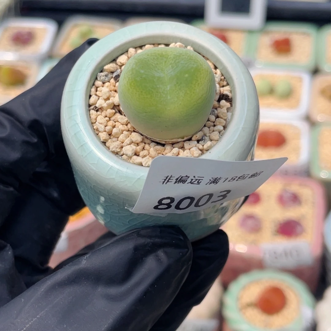 无花朵8003--一物一拍 带盆