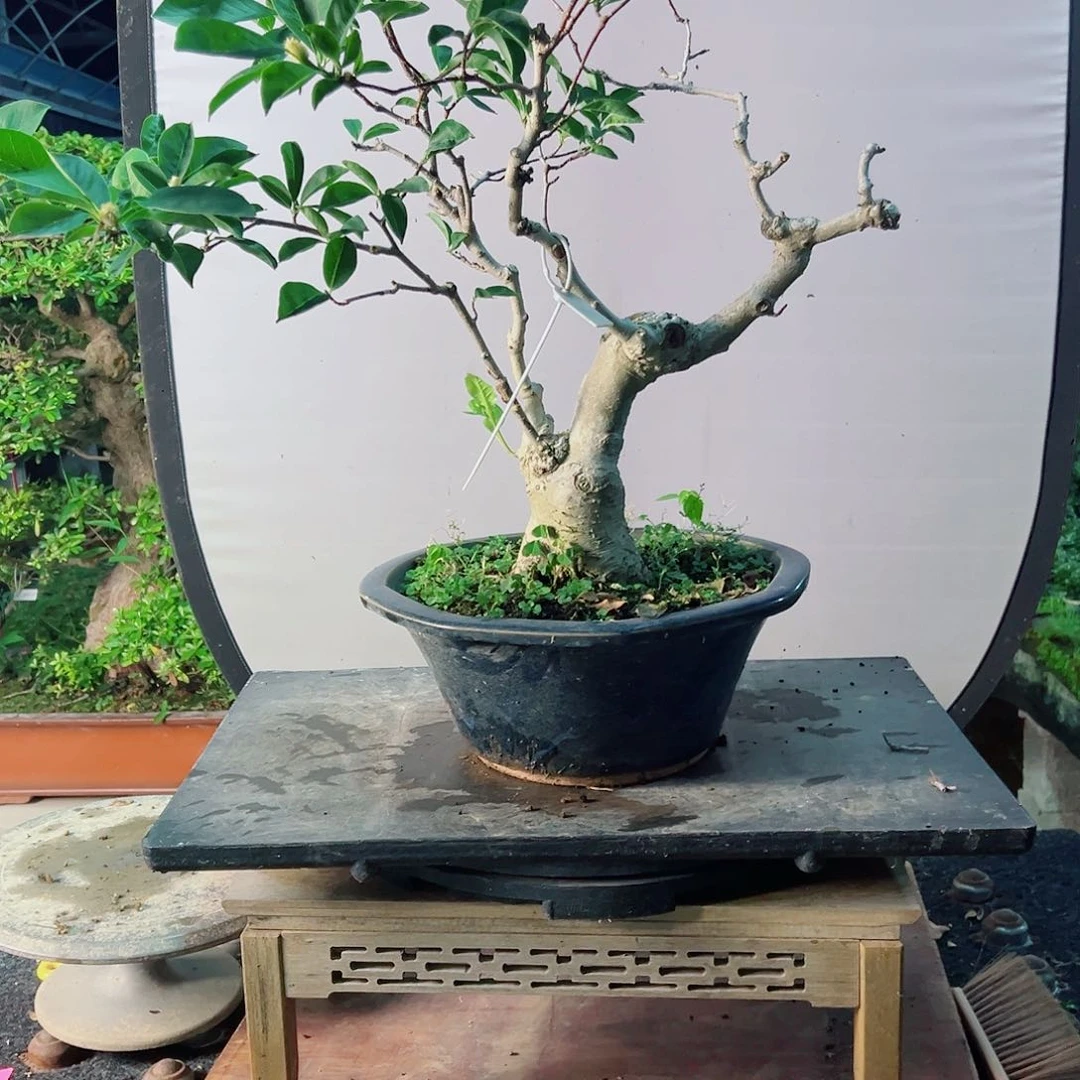 马***慧无花朵盆景皋月姬心一6661