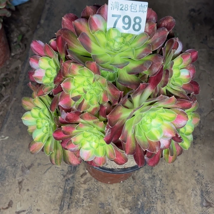 798韶华多肉植物