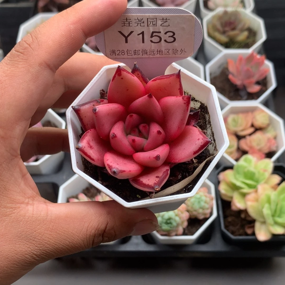 0153血罗5.0厘米