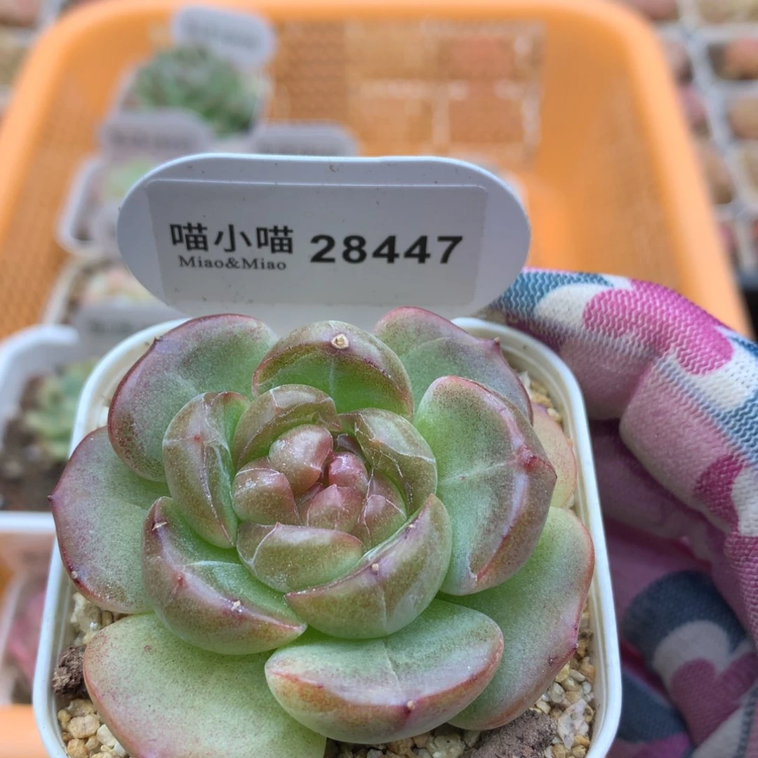 多肉植物糖心珍妮