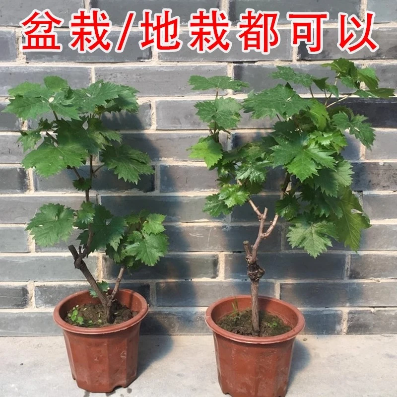 阳光玫瑰晴王夏黑巨峰葡萄树苖盆栽蓝宝石葡萄苗南方北方种植耐寒
