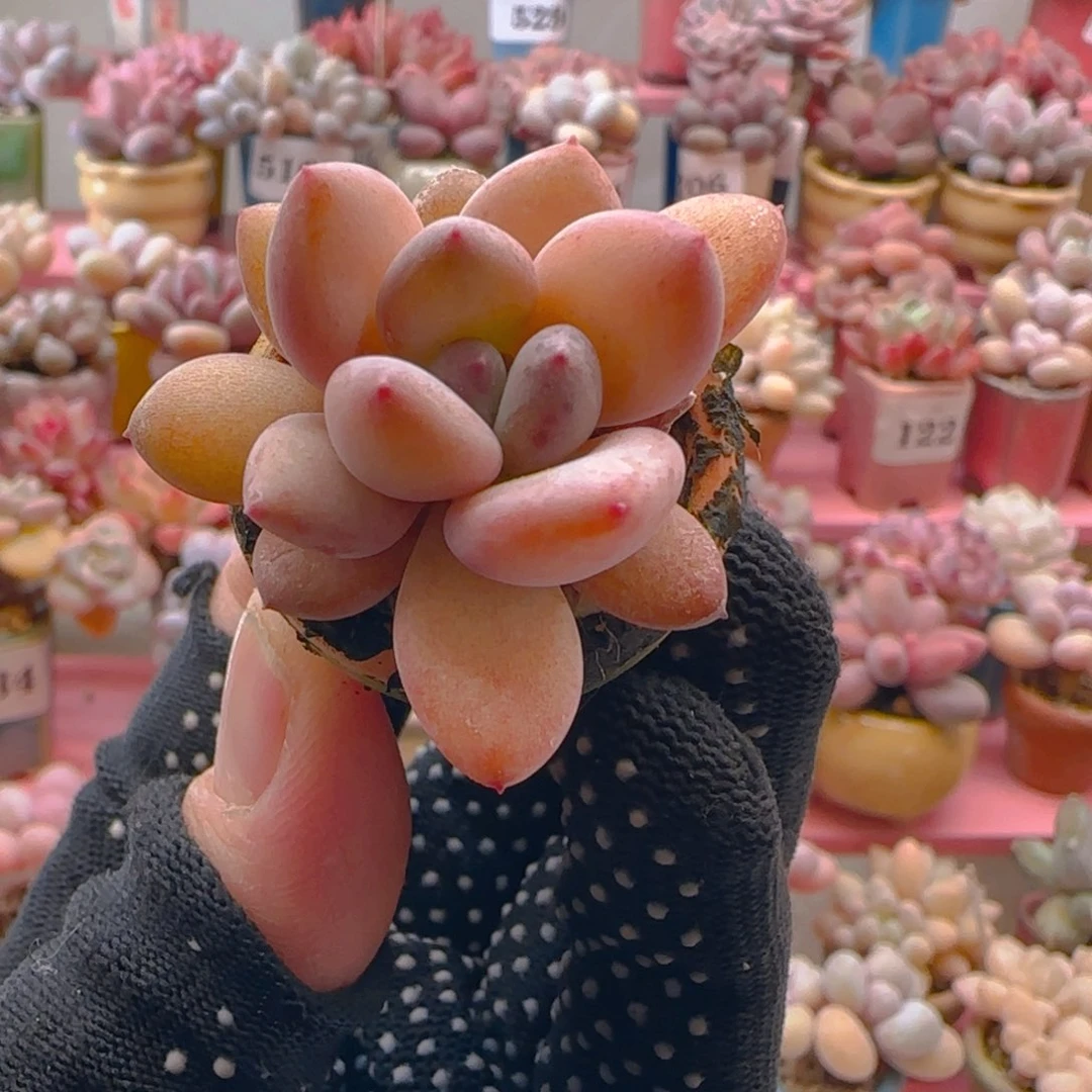 奶杂425 ，带盆土发货，满38包邮非偏远。