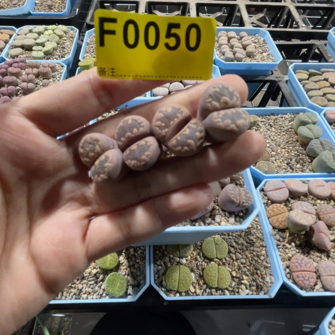 0050 unmama紫大牙4