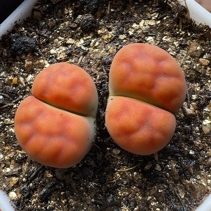 生石花122222。  202