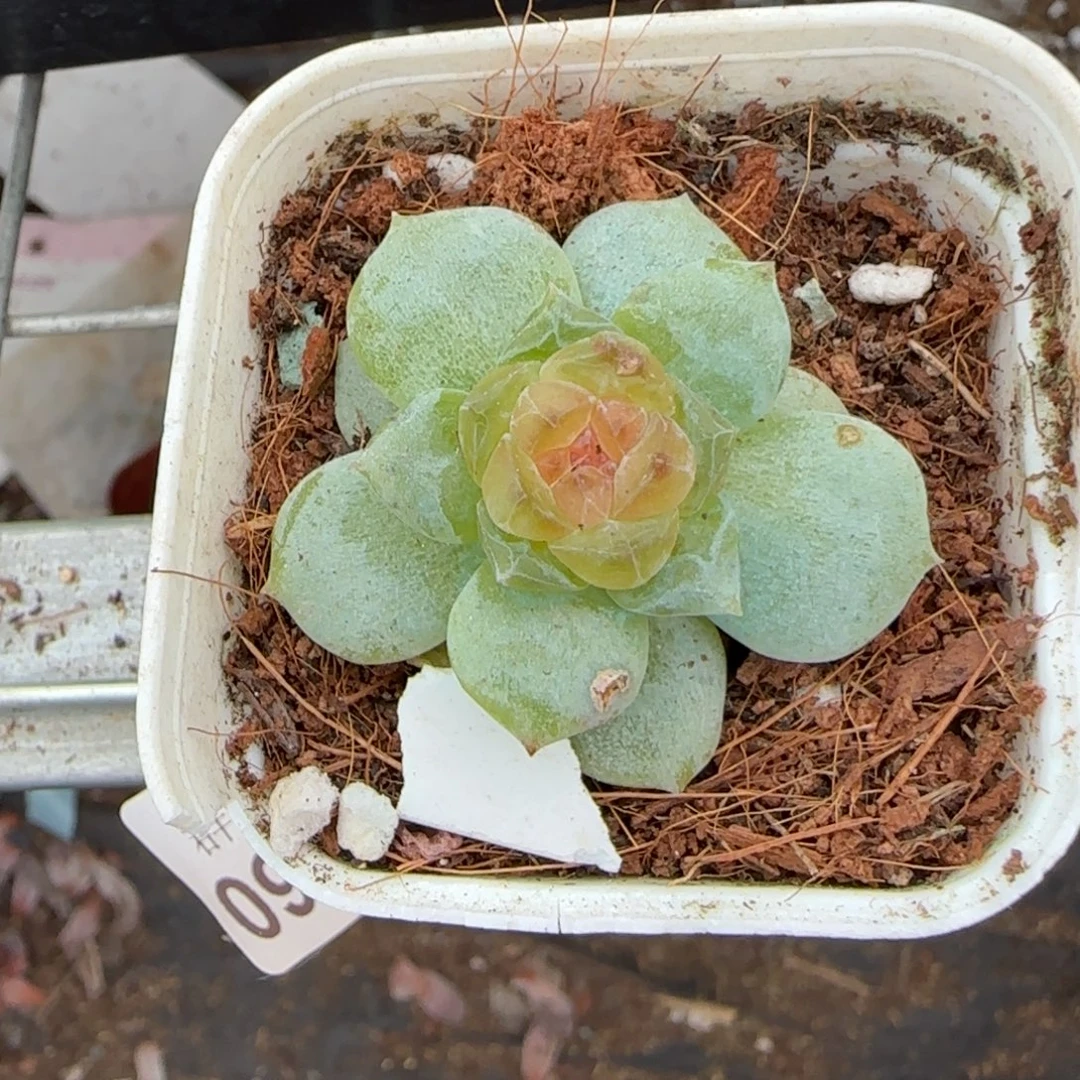 小卡拉米糖心一物一拍