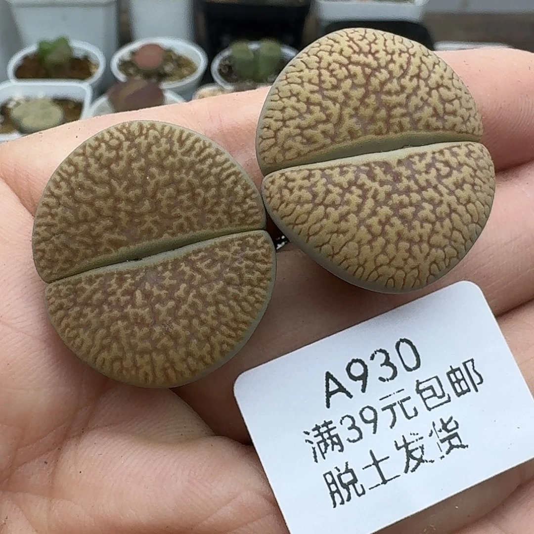 930多肉哈哈哈哈哈哈哈