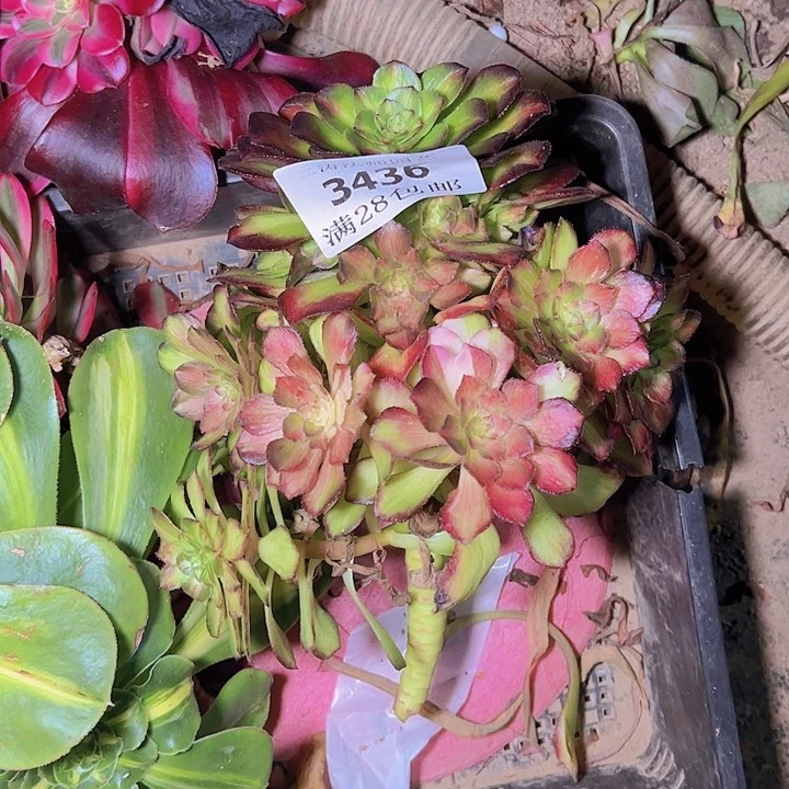 3436海王七彩多肉植物无根