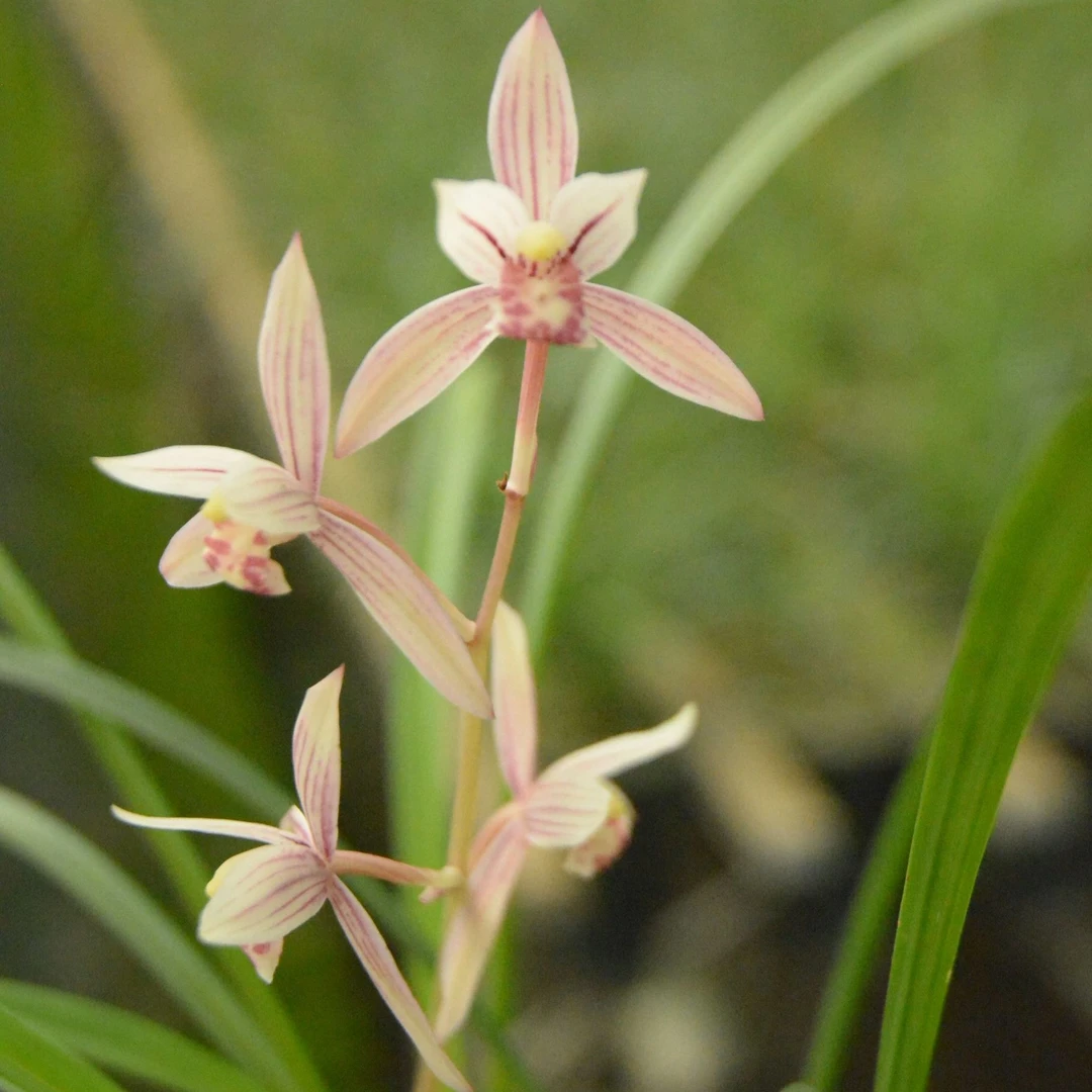 建兰铭品红花浓香型兰花绿植栽培花香浓厚