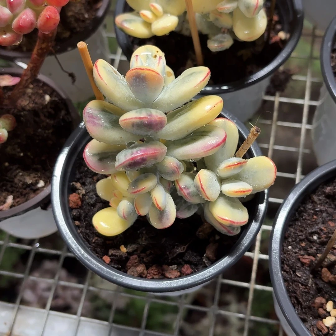 乒乓福娘锦10㎝盆参考