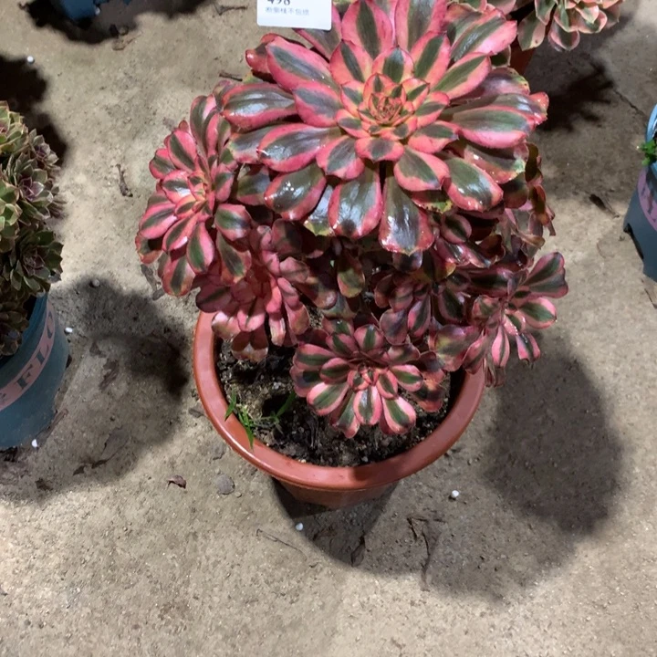 498初恋多肉植物特价