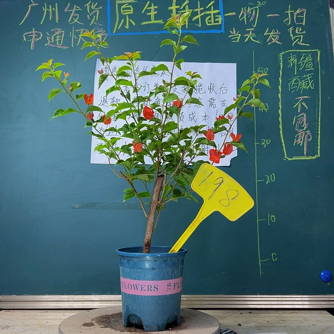 当前无花栽培后可以开花 福利 粗杆 红灯笼 198