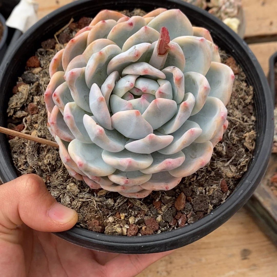 橙子多肉植物9250