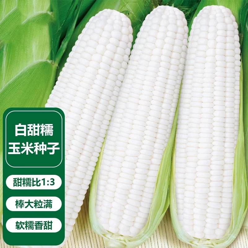 甜糯白玉米水果玉米种籽高产甜糯玉米大田正品玉米种大全