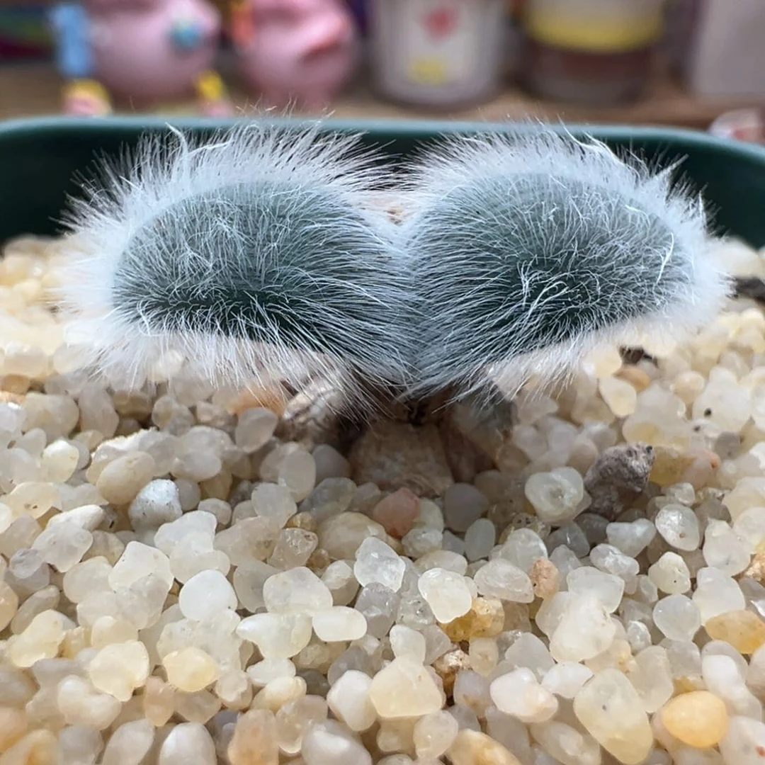 31。毛叶石蒜。块根植物