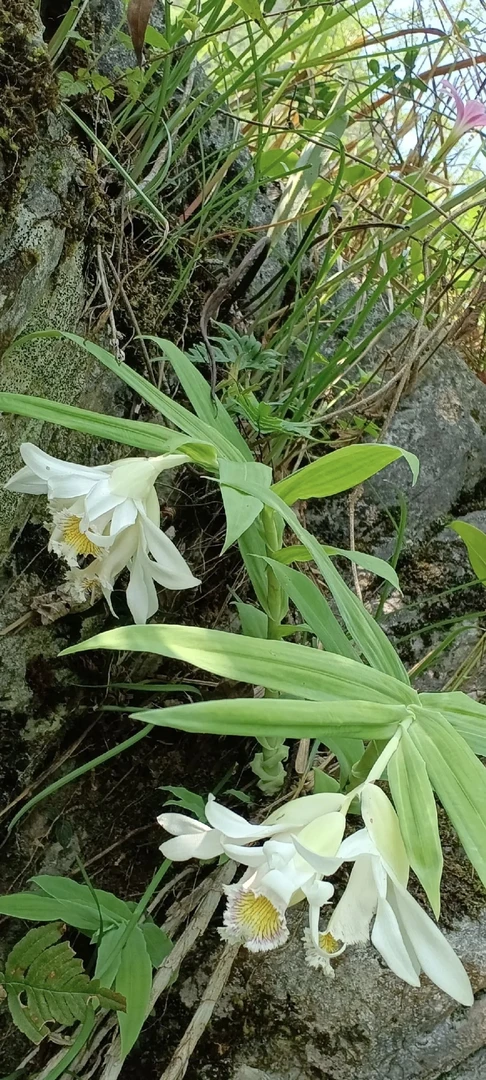 索纳塔蜜月笋竹兰栽花期长好养值物