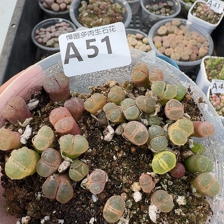 51多肉植物多肉植物