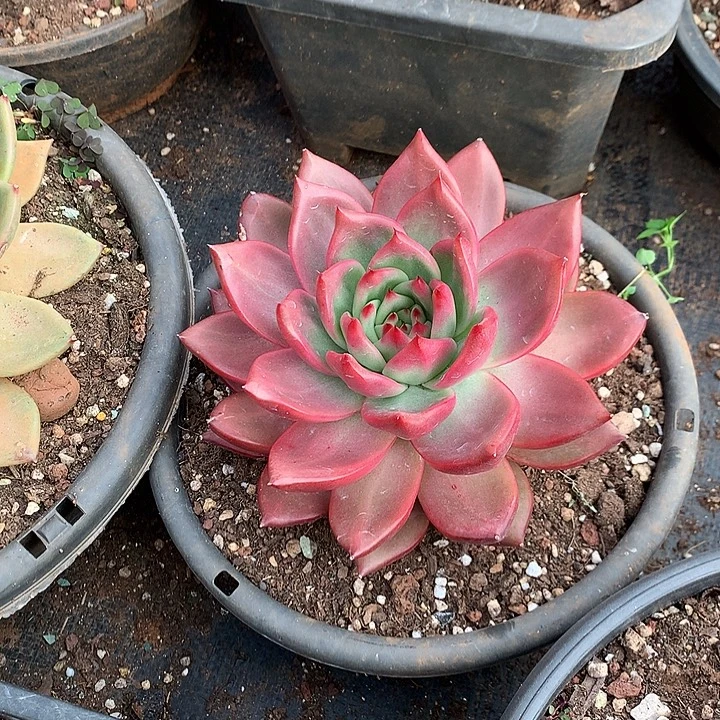 美肉特价活动开始了