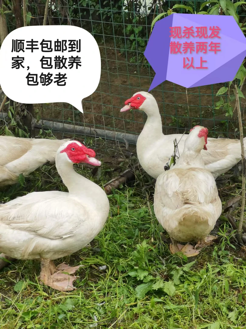 鸭子 老番鸭 现选 现杀 老鸭子 红头鸭