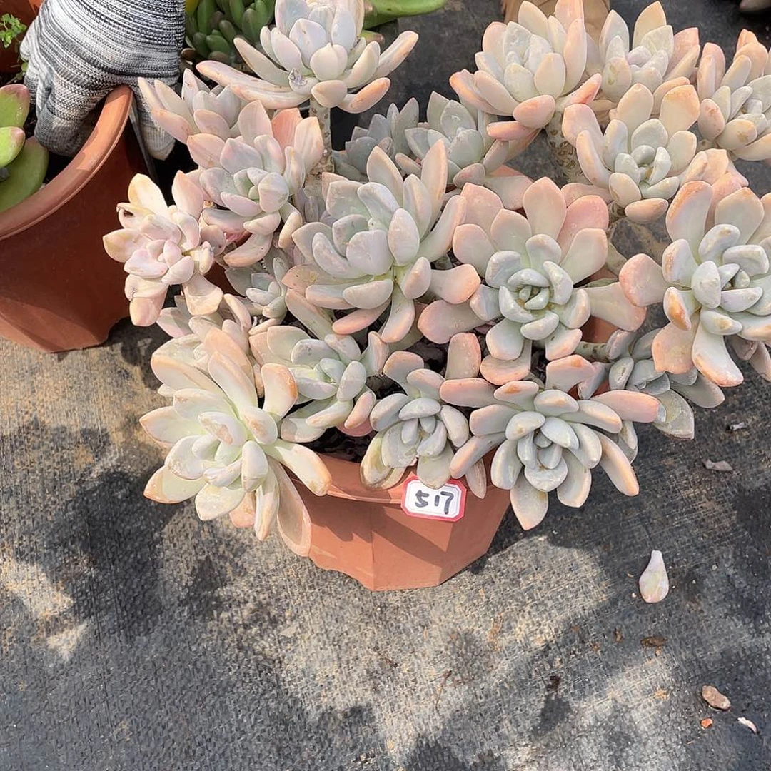 517冬美人一物一拍多肉