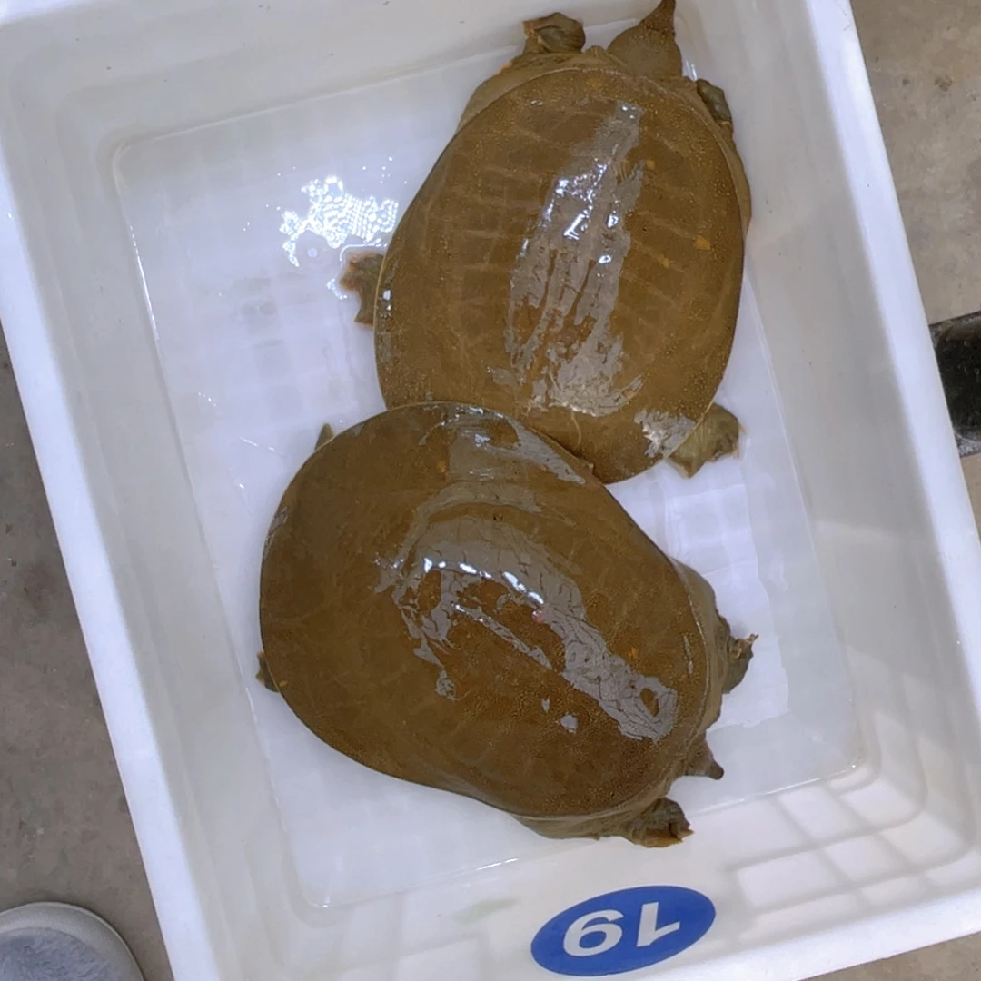 中国大陆野生甲鱼包邮