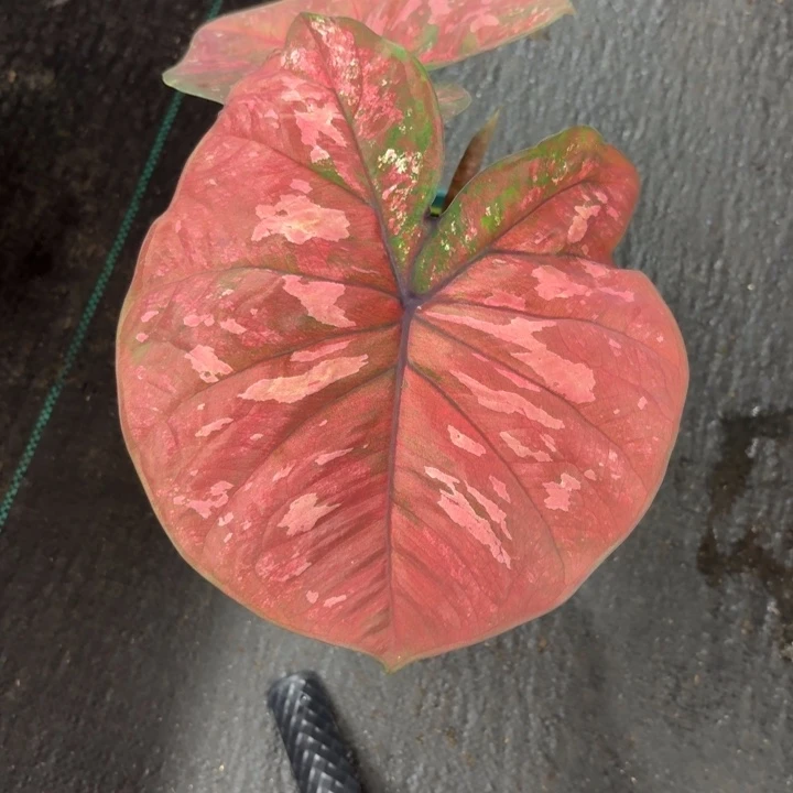 草***昔完全开放泰国彩叶芋